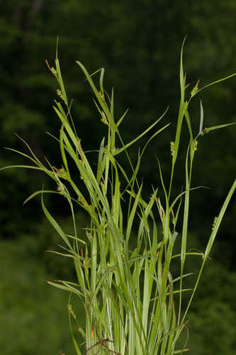 Carex grisea #6